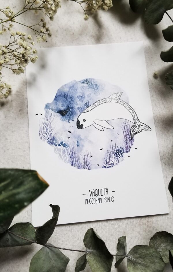 une affiche représentant un dauphin vaquita